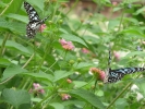 garden-lantana