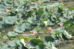 garden-lotus-2