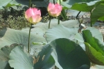 garden-lotus-3