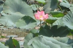 garden-lotus-4