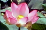 garden-lotus-center-800-x-480