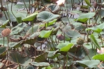 garden-lotus-seeds