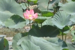 garden-lotus