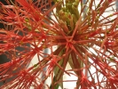 Blood Lily