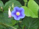 Morning Glory Blue