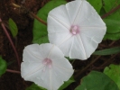 Morning Glory White