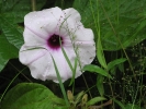 garden-morning-glory