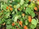 Nasturtium