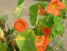 Nasturtium