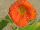 Nasturtium