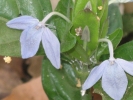 Green Shrimp Plant