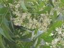 neem-flowers