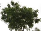 neem-tree