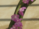 Orchid Wild Ascocentrum Christensoniana