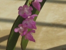 Orchid Wild Ascocentrum Christensoniana