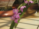 Orchid Wild Ascocentrum Christensoniana