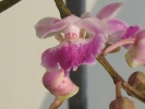 garden-orchids-aerides-maculosam2.jpg