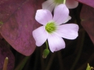 Purple Shamrock - Oxalis