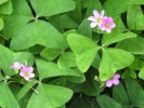 Wood Sorrel