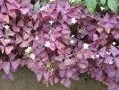 Purple Shamrock - Oxalis