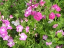 Phlox