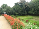 Salvia Splendens