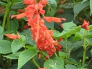 Salvia Splendens