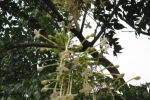 Indian Cork Tree