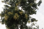 Indian Cork Tree