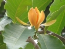 Champaka Flower