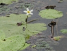 Water Snowflakes