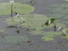 Water Snowflakes