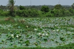 garden-white-lotus