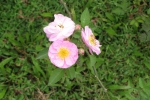 Wild Rose