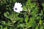 African Daisy