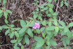 Indian Rhododendron