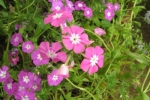 Phlox