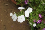 Phlox