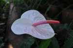 Anthurium