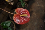 Anthurium