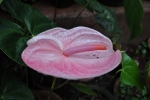 Anthurium