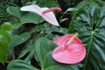 Anthurium