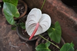 Anthurium