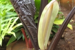 gardening-arum-new-1