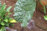 gardening-arum-new