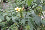 Barleria prionitis