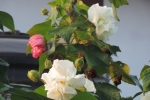 White Confederate Rose