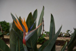 Bird of paradise plant