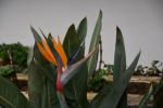 Bird of paradise plant