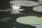 gardening-blue-lily